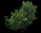 Carolina Cherry Laurel — design image 2