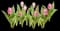Tulips — design image 11