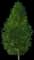 Dakota Pinnacle Birch Tree — design image 1