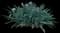 Asiatic poison lily — design image 23