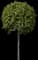 American Planetree — design image 3