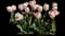 Tulip 'Salmon Van Eijk' — design image 1