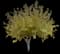 Silver Maple Tree — design image 14