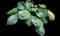 Big Daddy - Hosta — design image 2