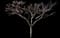 Mt. Fuji Flowering Cherry — design image 3