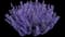 Catnip — design image 3