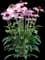 Magnus Purple Coneflower — design image 1