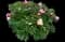 Peony (Paeonia) — design image 20