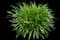 Lily Turf Grass — design image 23