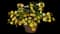 Landmark Lemon Glow Lantana — design image 2