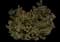 Mugo Pine — design image 4