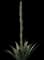 Desert Agave Plant — design image 3