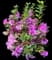 Satsuki Azalea — design image 5