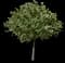 Eastern Redbud Tree — design image 13