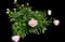 Peony (Paeonia) — design image 22