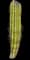 Organ Pipe Cactus — design image 7