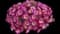 Capella™ Pink Morn Petunia hybrida — design image 1