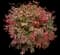Burning Bush — design image 20