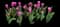 Tulip 'Fortress' — design image 1