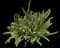 Sword Fern — design image 2