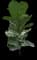 Fiddle-Leaf Fig Tree — design image 9