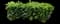 Yew Podocarpus — design image 11