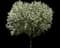Crabapple Tree — design image 8