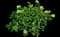 Panicle Hydrangea — design image 8