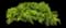 Japanese Forest Grass — design image 3