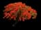 Poinciana Tree — design image 2