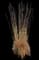 Feather Reed Grass — design image 14