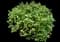 Japanese Spiraea — design image 19
