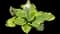 Hosta Plants — design image 12