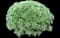 Fringed Sagebrush Wormwood — design image 1