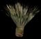 Desert Spoon — design image 24