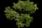 Red Twig Dogwood Shrub — design image 3