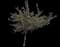 Serviceberry Trees — design image 1