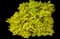 Golden Carousel® Barberry — design image 1