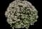 Carol Mackie Daphne — design image 12