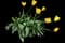 Garden Tulips — design image 26