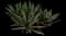 Oyster Plant — design image 12