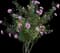 Rosa Radgor Peachy Knock Out — design image 5