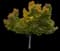 Norway Maple Tree — design image 15