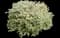 Abelia Miss Lemon™ — design image 1