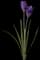 Dutch Crocus — design image 3