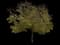American Elm Tree — design image 1
