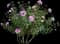 Rosa Radgor Peachy Knock Out — design image 1