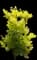 Golden Spirit® Smoke Tree (Smokebush) — design image 1