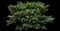 Emerald Spreader® Japanese Yew — design image 3