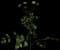 Yarrow — design image 2